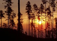 Východ slnka zapaľuje les